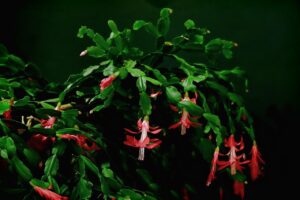 Cactus di Natale fiorito, con fiori rosa e verdi, in un ambiente luminoso e curato.