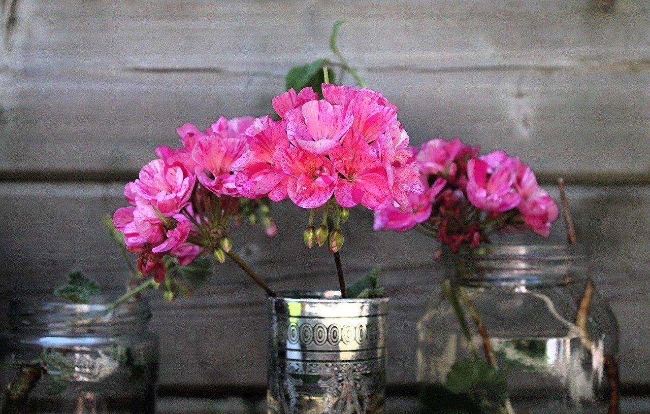 Gerani colorati in fiore in un giardino, simbolo del trucco della nonna per una fioritura prolungata.