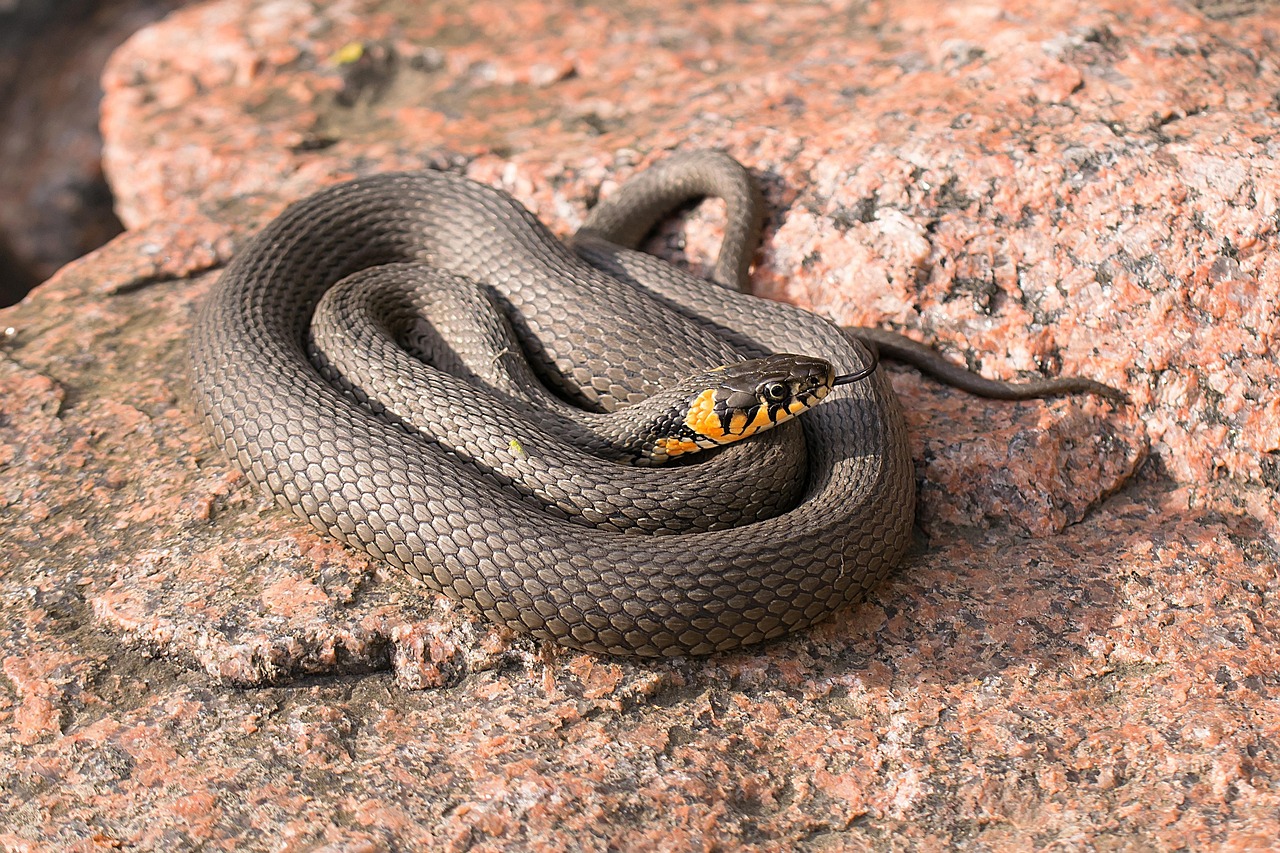 Serpente avvistato nel giardino, simbolo di trasformazione e rinnovamento.