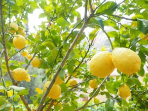 Concime ideale per alberi di limone, con fiori rigogliosi e frutti sani in un giardino soleggiato.